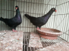 Black denish adult pair